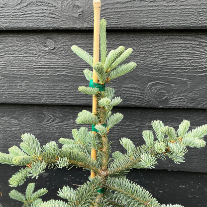 Tyler Blue Rare Dwarf Blue Balsam Fir Tree - Live Plant