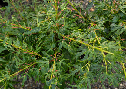 Catalina Yatsubusa Japanese Maple, Dwarf Variegated Mikawa Cultivar - Live Plant