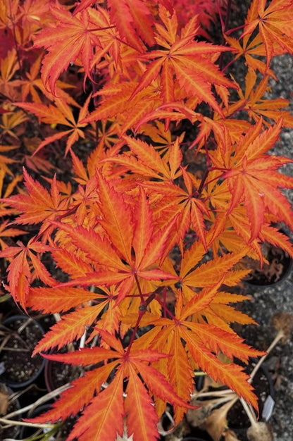 Bronze Age Japanese Maple, Rare Full Moon Acer Palmatum Dwarf Tree - Live Plant