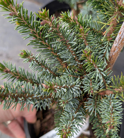 De Ruyter Rare Dwarf Serbian Spruce Conifer Tree - Live Plant