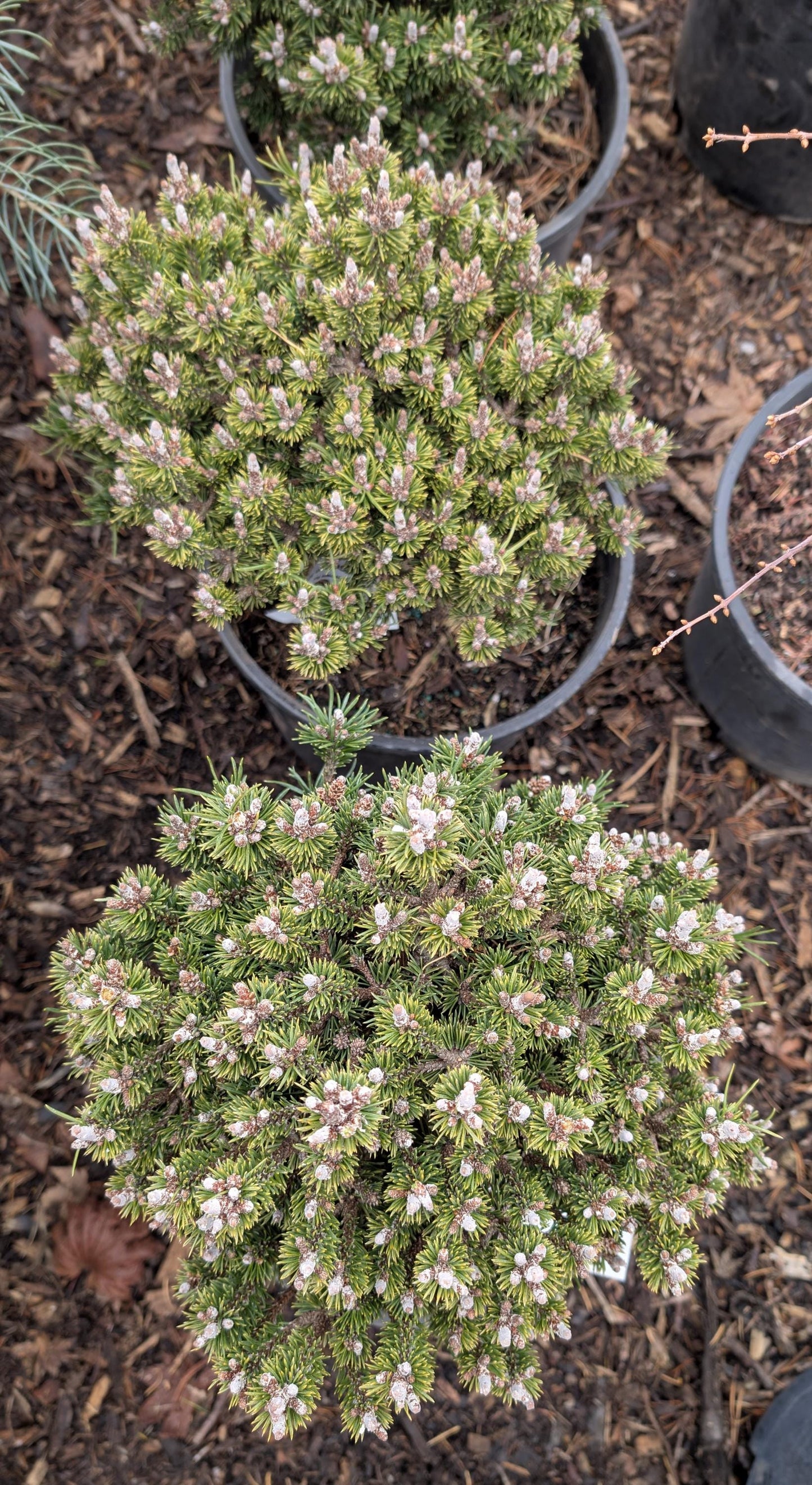 Minima Kalous Mugo Pine Rare Miniature Collector Conifer - Live Plant