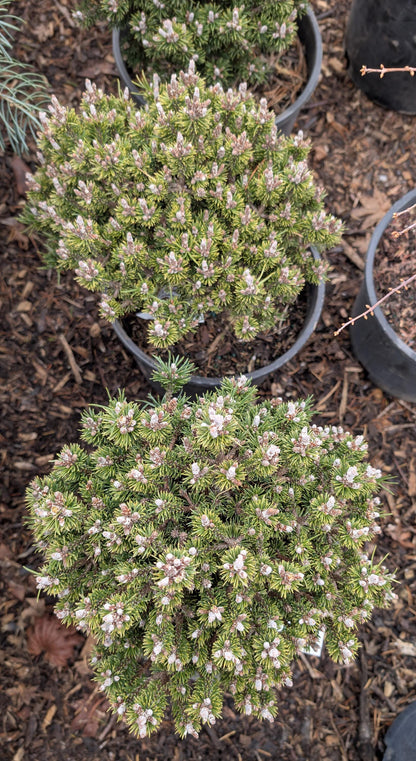 Minima Kalous Mugo Pine Rare Miniature Collector Conifer - Live Plant