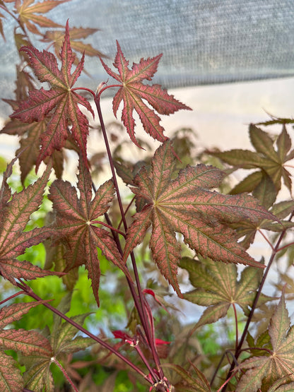 Nebula Rare Japanese Maple, Dwarf Reticulated Acer Palmatum Tree - Live Plant