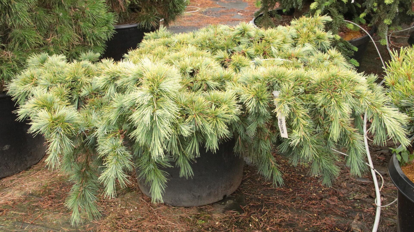 Katere Dwarf Cedar Of Lebanon, Rare Blue-Green Conifer - Live Plant