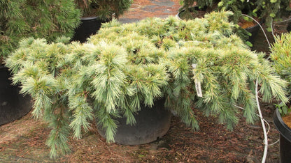 Katere Dwarf Cedar Of Lebanon, Rare Blue-Green Conifer - Live Plant