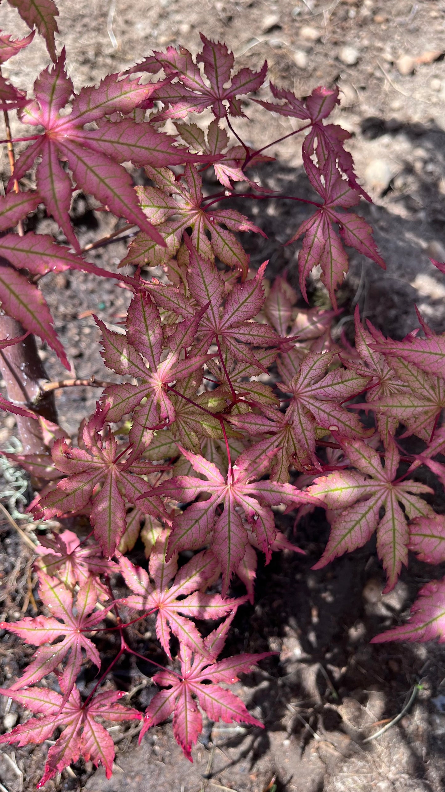 Strawberry Spring Japanese Maple Pink Reticulated Acer Palmatum - Live Plant