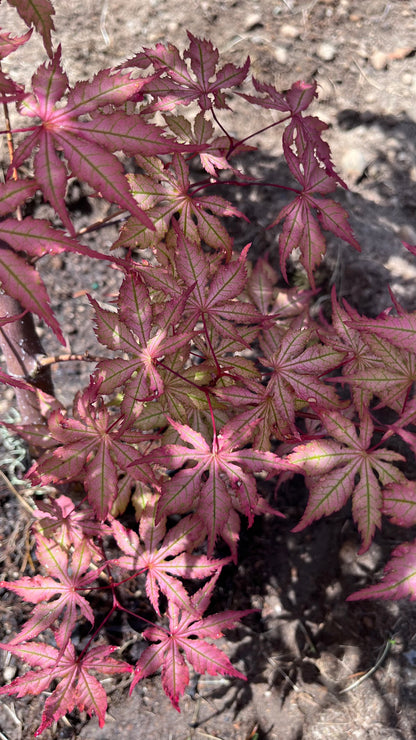 Strawberry Spring Japanese Maple Pink Reticulated Acer Palmatum - Live Plant
