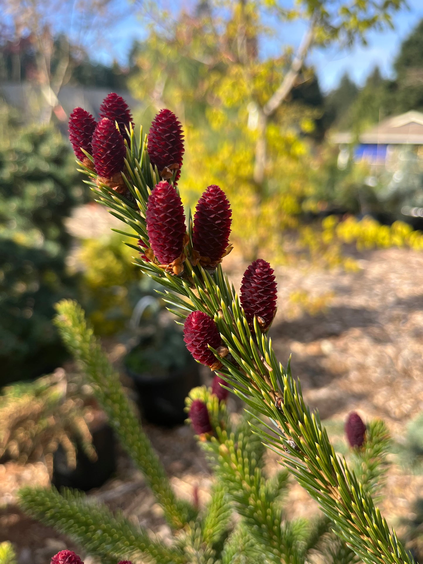 Howell’s Dwarf Tigertail Spruce, Picea Bicolor Conifer,  Unique Purple Cones - Live Plant