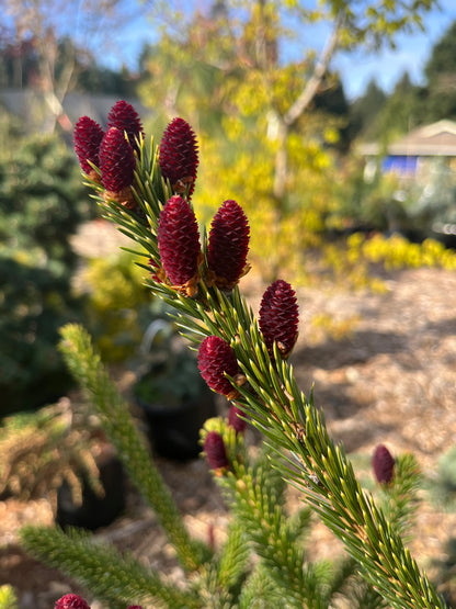 Howell’s Dwarf Tigertail Spruce, Picea Bicolor Conifer,  Unique Purple Cones - Live Plant