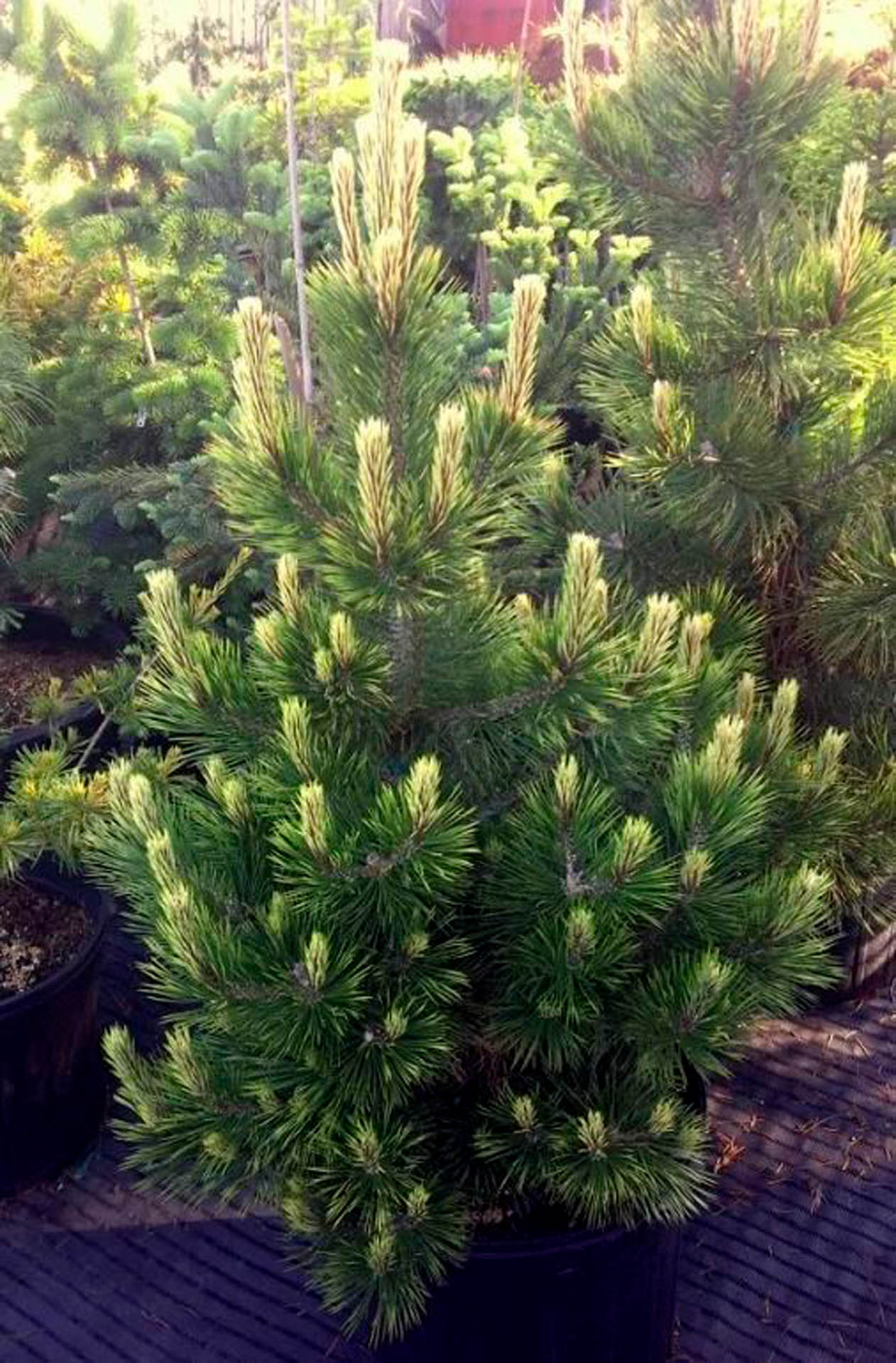 Bosnian Sunrise Rare Dwarf Bosnian Pine Conifer Tree - Live Plant