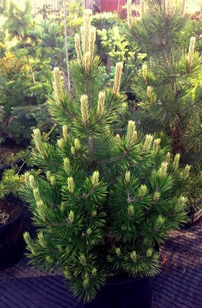 Bosnian Sunrise Rare Dwarf Bosnian Pine Conifer Tree - Live Plant