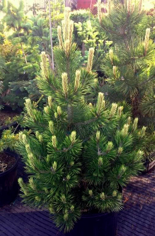 Bosnian Sunrise Rare Dwarf Bosnian Pine Conifer Tree - Live Plant
