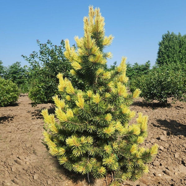 Taylor's Sunburst Rare Dwarf Variegated Lodgepole Pine Collector Conifer Tree - Live Plant