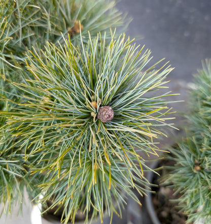 Sea Urchin Eastern White Pine, Dwarf Collector Conifer - Live Plant