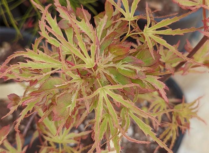 Dr. Seuss Variegated Japanese Maple, Rare Dwarf Acer Palmatum Tree - Live Plant