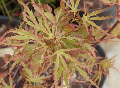 Dr. Seuss Variegated Japanese Maple, Rare Dwarf Acer Palmatum Tree - Live Plant
