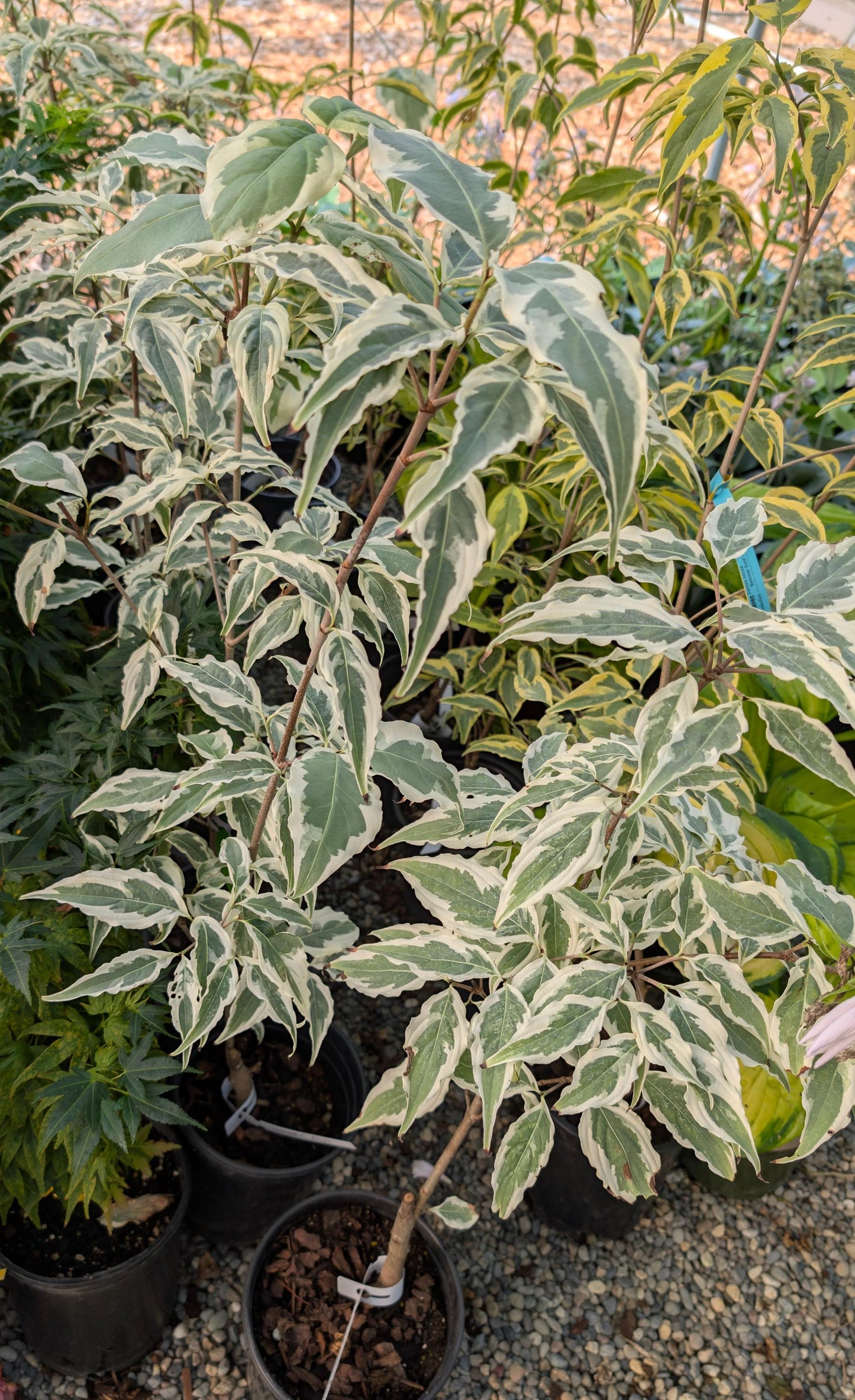 Summer Fun Variegated Dogwood Tree Cornus Kousa - Live Plant
