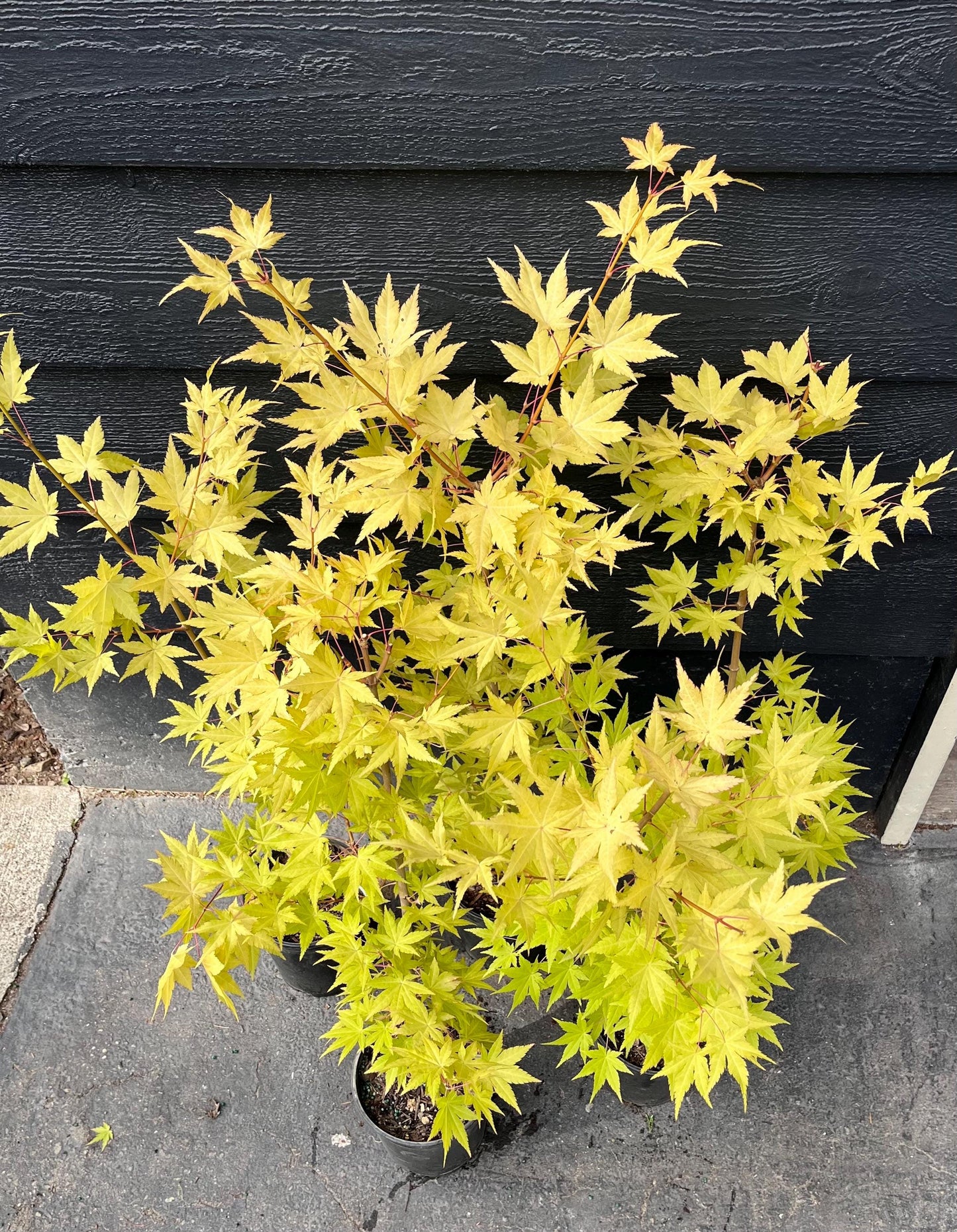 Sunny Dwarf Golden Full Moon Japanese Maple Tree - Live Plant