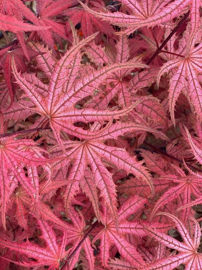 Celebration Rare Pink Variegated Japanese Maple Acer Palmatum Tree - Live Plant