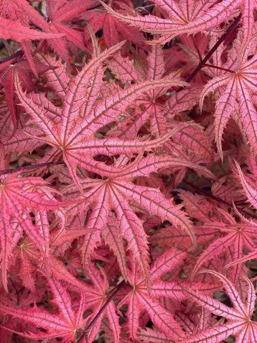 Celebration Rare Pink Variegated Japanese Maple Acer Palmatum Tree - Live Plant