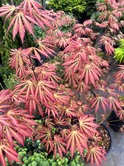 Bronze Age Japanese Maple, Rare Full Moon Acer Palmatum Dwarf Tree - Live Plant
