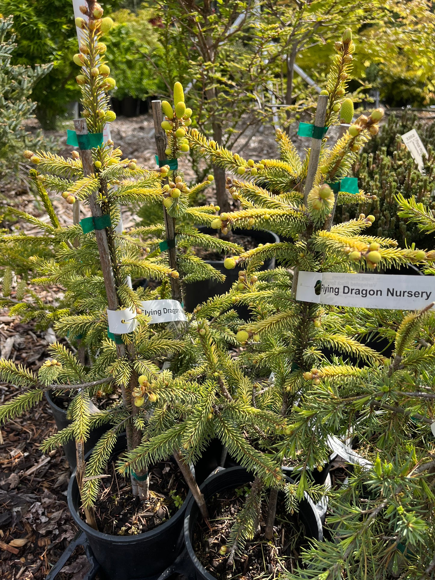 Aureovariegata Variegated Golden Black Hills Spruce Conifer Tree - Live Plant