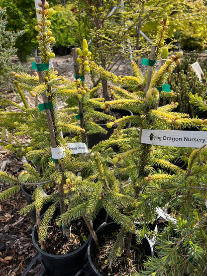 Aureovariegata Variegated Golden Black Hills Spruce Conifer Tree - Live Plant