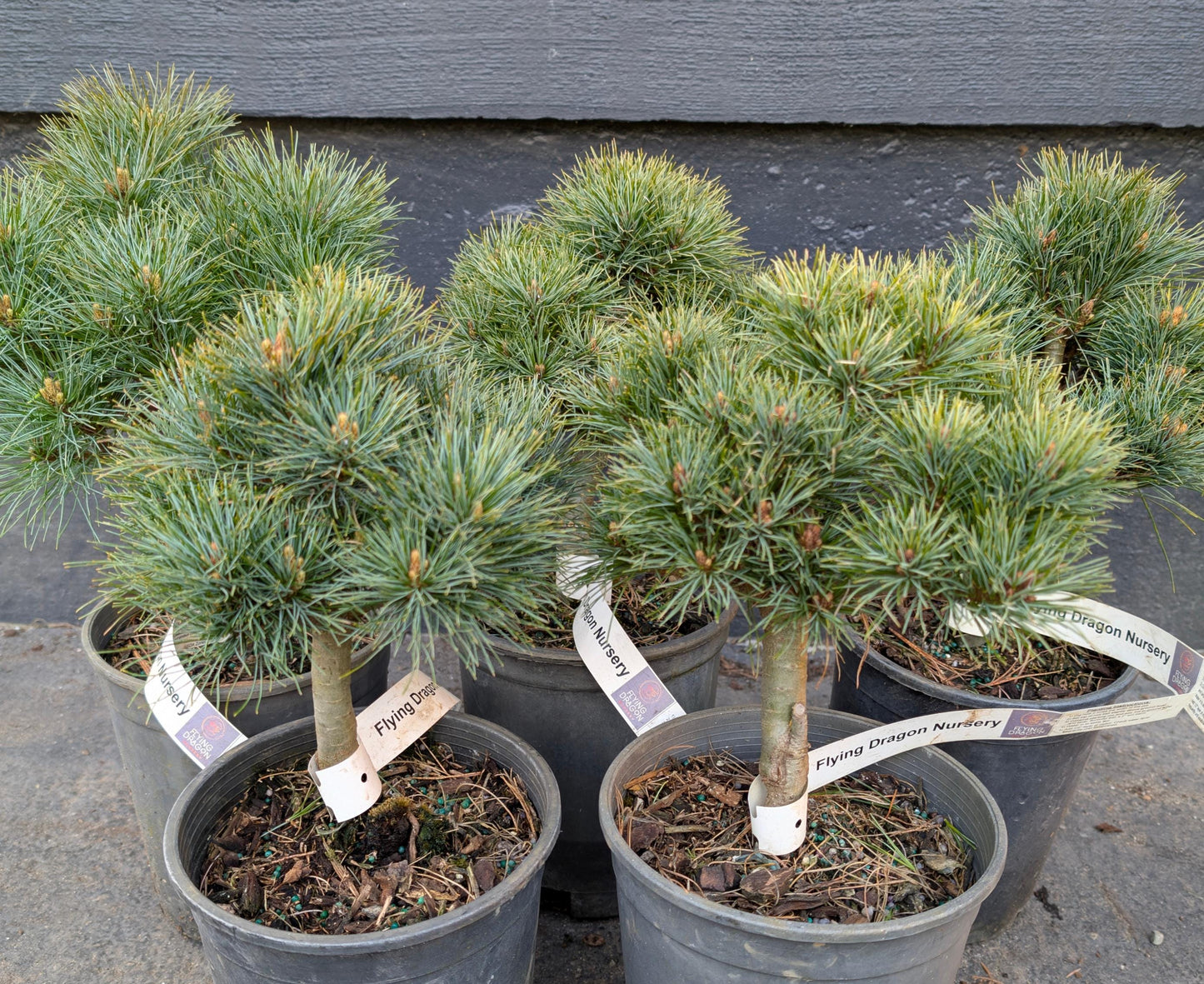 Sea Urchin Eastern White Pine, Dwarf Collector Conifer - Live Plant