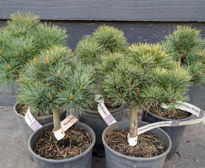 Sea Urchin Eastern White Pine, Dwarf Collector Conifer - Live Plant