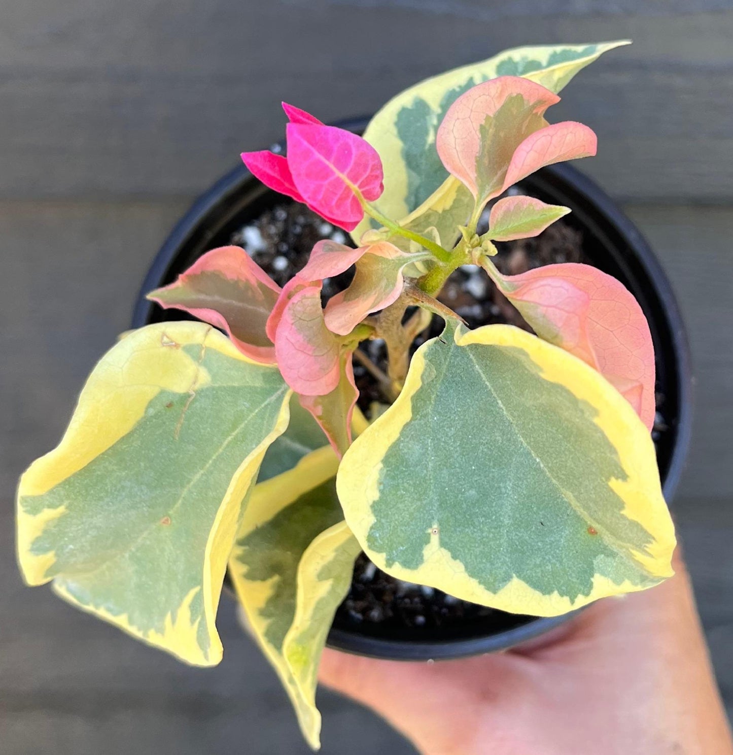 Raspberry Ice Variegated Bougainvillea Pink Flowering Vine - Live Plant