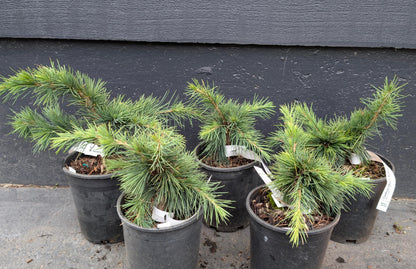 Katere Dwarf Cedar Of Lebanon, Rare Blue-Green Conifer - Live Plant