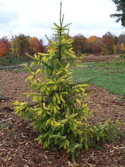 Aurea Golden Serbian Spruce, Narrow Upright Picea Omorika Collector Conifer - Live Plant