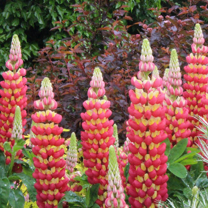 Tequila Flame Lupine, Vibrant Perennial, Pollinator Friendly Garden Flower - Live Plant