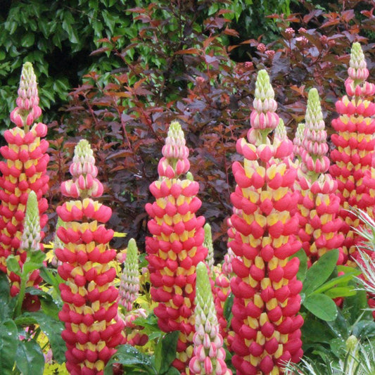 Tequila Flame Lupine, Vibrant Perennial, Pollinator Friendly Garden Flower - Live Plant