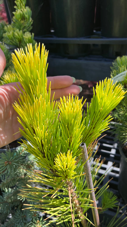 Ogon Golden Japanese Black Pine, Rare Conifer, Bonsai Starter Tree - Live Plant