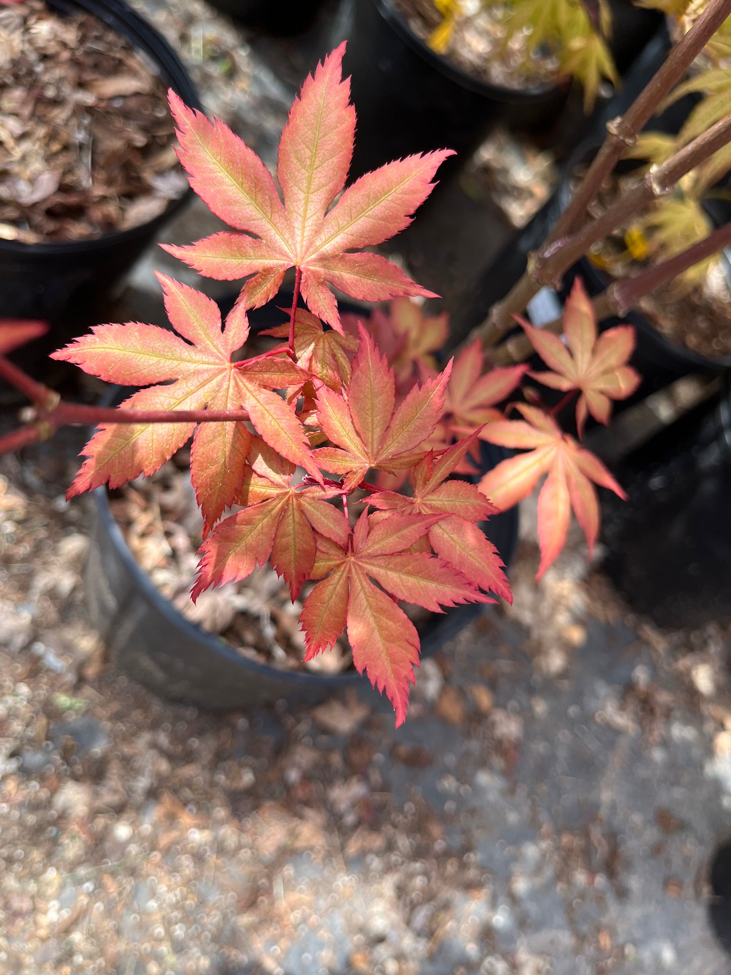 Nebula Rare Japanese Maple, Dwarf Reticulated Acer Palmatum Tree - Live Plant