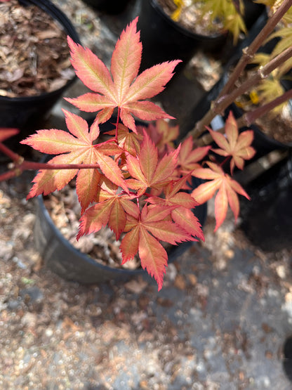 Nebula Rare Japanese Maple, Dwarf Reticulated Acer Palmatum Tree - Live Plant