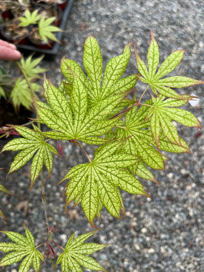 Peaches and Cream Japanese Maple, Pink Cream Variegated Acer Palmatum - Live Plant