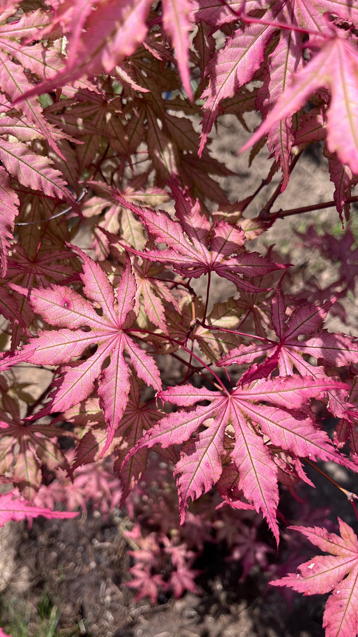 Strawberry Spring Japanese Maple Pink Reticulated Acer Palmatum - Live Plant