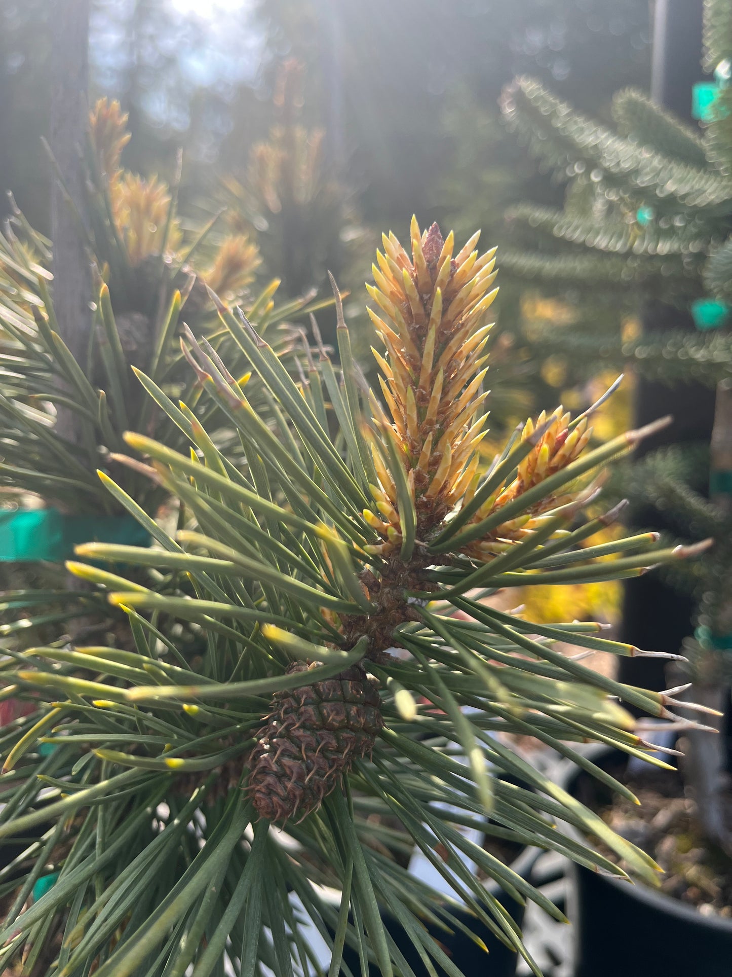 Taylor's Sunburst Rare Dwarf Variegated Lodgepole Pine Collector Conifer Tree - Live Plant
