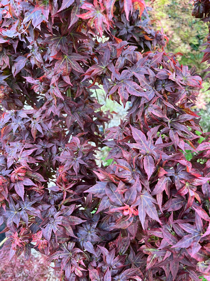 Kurenai Jishi Japanese Maple, Rare Red Lion's Head Acer Palmatum - Live Plant