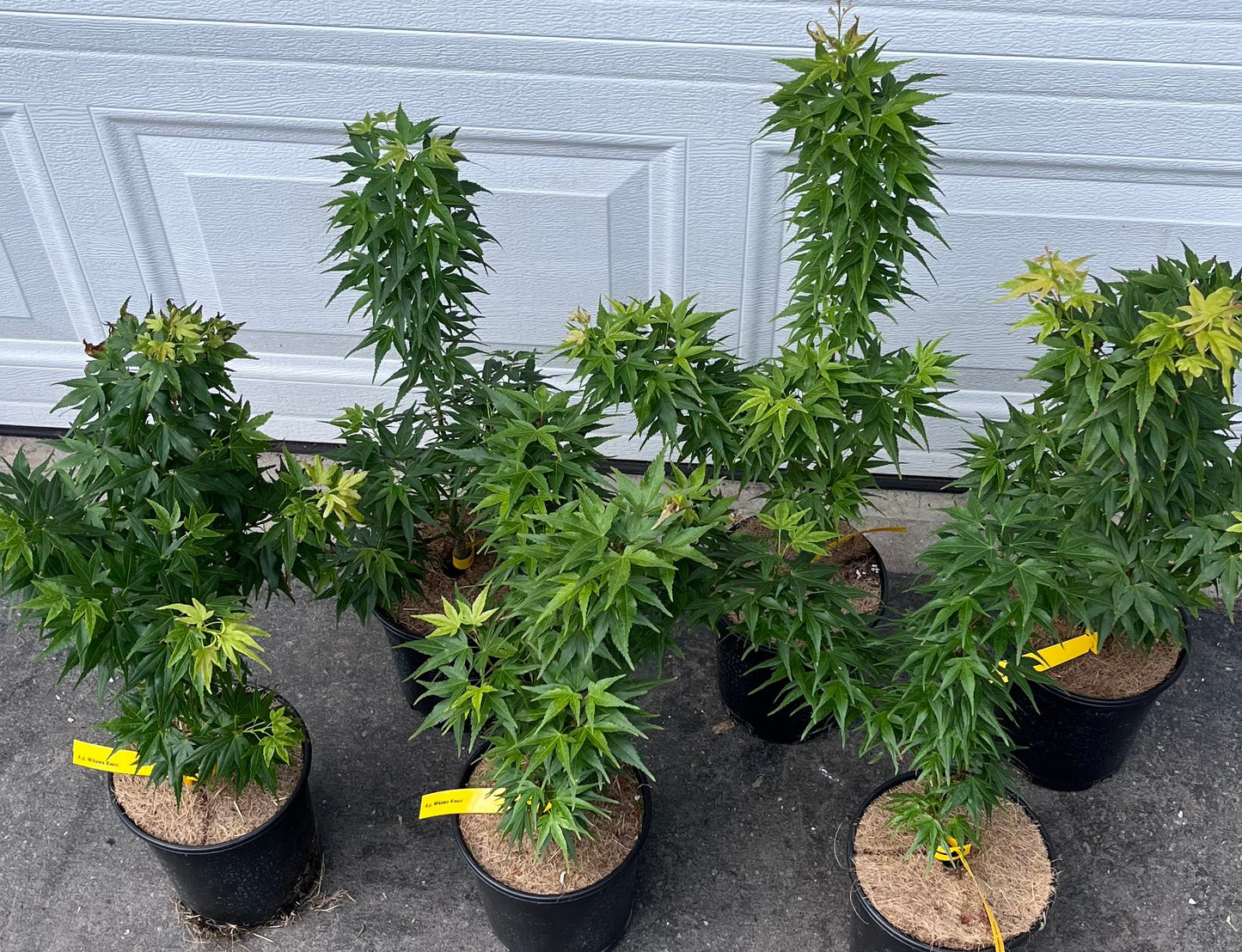 Mikawa Kaen Rare Dwarf Japanese Maple, Mikawa Family Collection - Live Plant