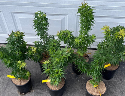 Mikawa Kaen Rare Dwarf Japanese Maple, Mikawa Family Collection - Live Plant