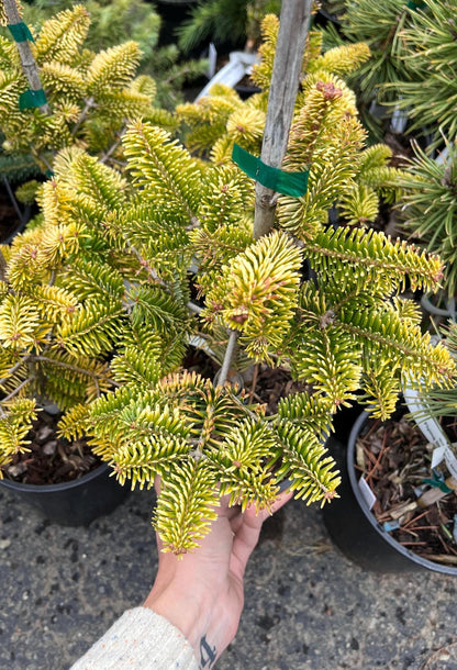 Golden Spreader Nordmann Fir, Low Spreading Dwarf Golden Conifer - Live Plant
