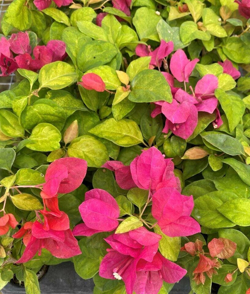 Sunstone Red Bougainvillea Fast Growing Tropical Flowering Vine - Live Plant