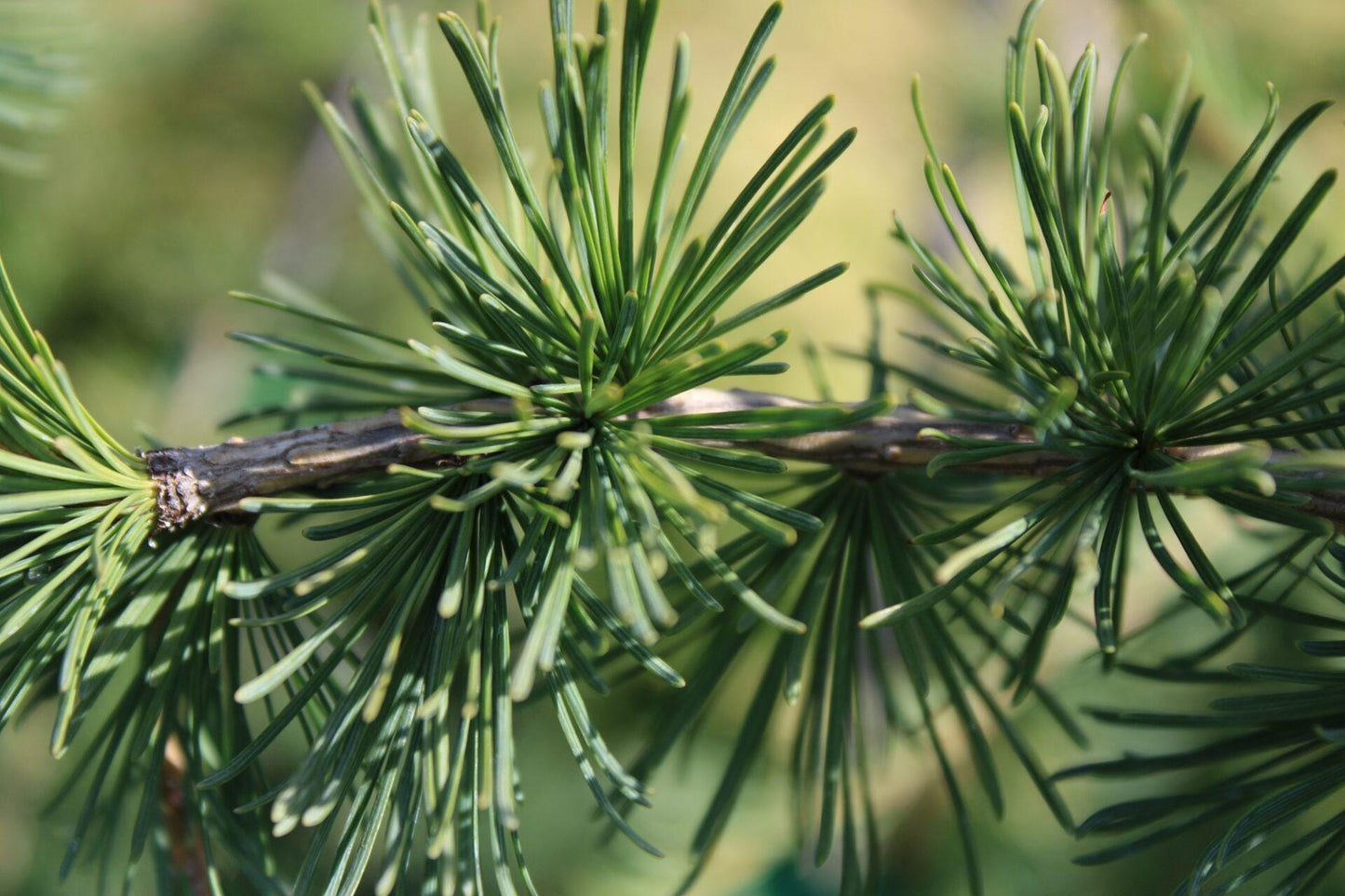 Hortstmann's Recurved Contorted European Larch, Unique Twisted Branches - Live Plant