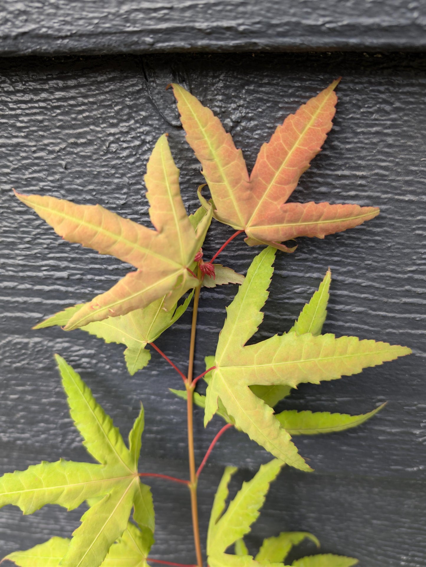 Mystic Jewel Japanese Maple Tree, Heat Tolerant Acer Oliverianum - Live Plant