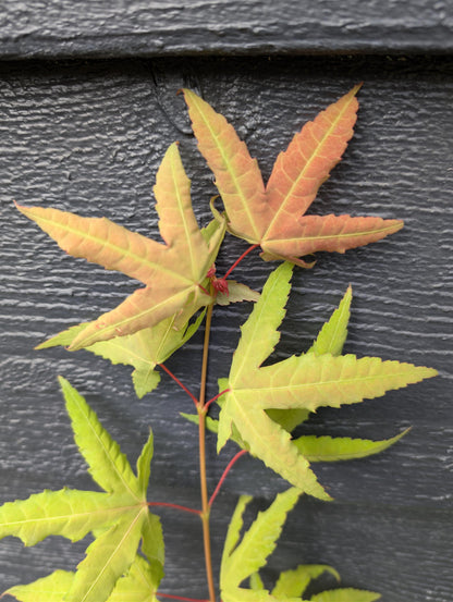 Mystic Jewel Japanese Maple Tree, Heat Tolerant Acer Oliverianum - Live Plant
