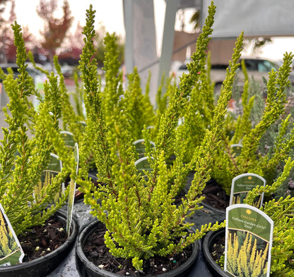 Zeta Golden Scotch Heather, Calluna Vulgaris Evergreen Shrub - Live Plant