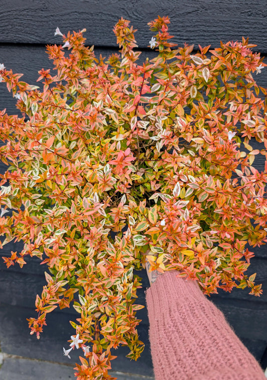 Abelia Suntastic Peach Flowering Shrub, Variegated Golden Foliage - Live Plant